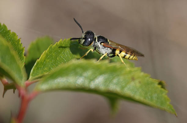 istock A European beewolf perching on a leaf in a nature reserve. 2129680546
