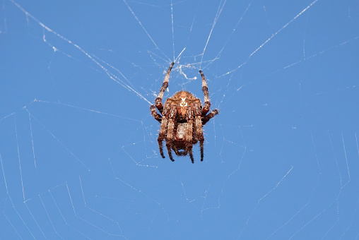 A European garden spider in its web against a blue sky.