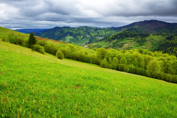 istock grassy alpine meadow on the hill 2129685303