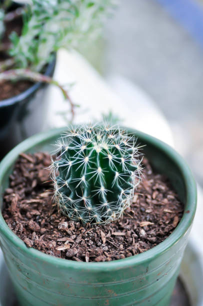 istock Echinopsis calochlora, Goloden Echinopsis calochlora or cactus 2129704643