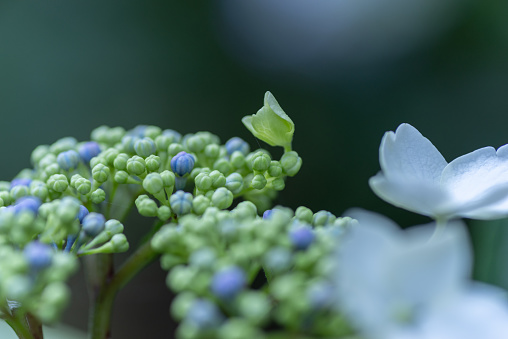 beautiful hydrangea flowers