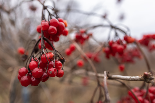 Viburnum branches with red berries on a gray autumn blurred background,