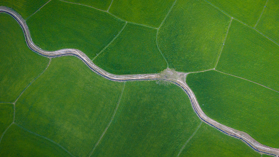 The many green rice fields separated by peasant paths, in summer and a sunny day. Aerial View of agriculture land in Vietnam.