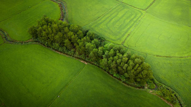 istock The many green rice fields separated by peasant paths, in summer and a sunny day 2129721076