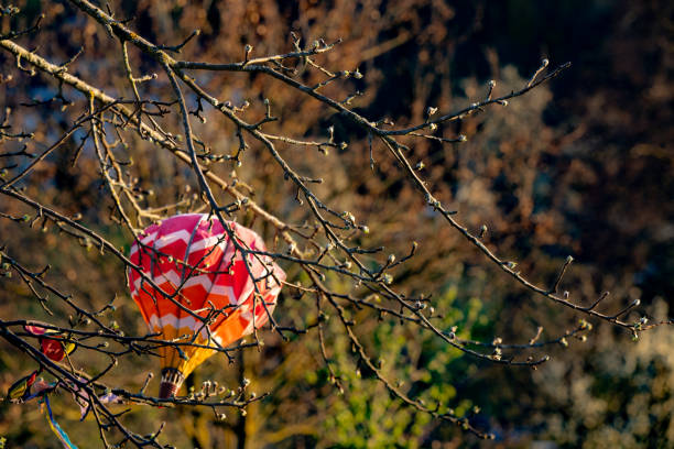 A colorful toy balloon is stranded in the branches of a tree. The buds on the tree are a sign of spring.  Close-up taken in the evening sun in southern Germany.