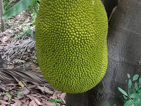 a photography of a jackfruit hanging from a tree in the woods.