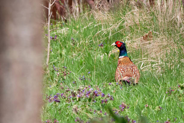 istock Common pheasant male in natural habitat 2129740033