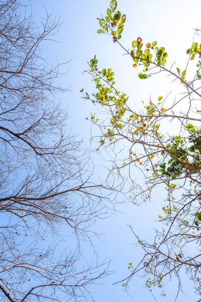 istock Concept of doubleness. Dead tree on one side and living tree on the different side. 2129741624