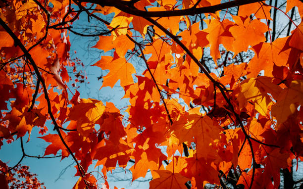 istock red and orange leaves on a tree, showing colors for autumn 2129745664