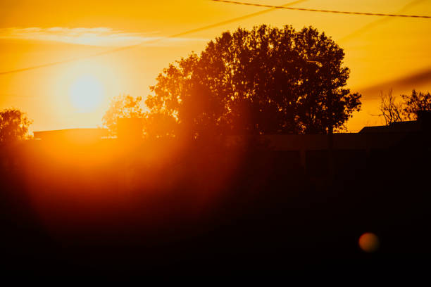 Sunset behind power lines with trees in foreground