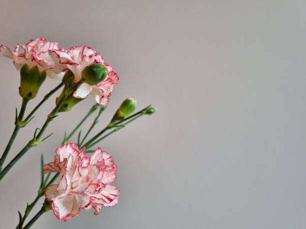 istock Beautiful pink carnation flowers 2129756482