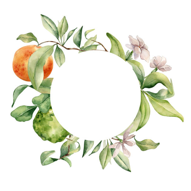 ilustrações, clipart, desenhos animados e ícones de moldura circular com cítricos variados maduros. flores brancas e ramos de árvores frutíferas ilustração em aquarela isoladas. toranja desenhada à mão e jasmim em estilo de esboço botânico para produtos de impressão, embalagem - grapefruit backgrounds circle citrus fruit