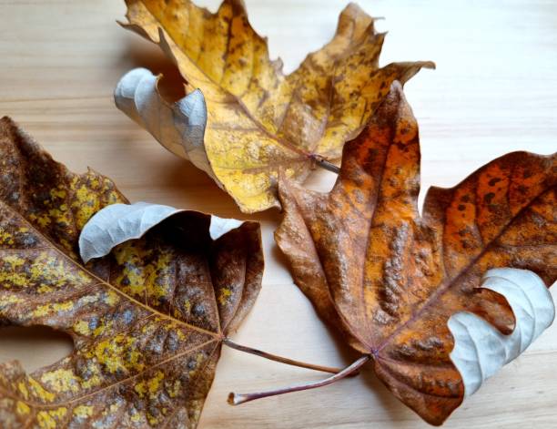 istock Dry autumn leaves on wooden background 2129761693