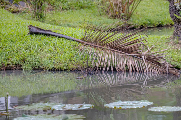Palm leaf on the brink of a lotus pond on a rainy day in a park in Medan which is the main city on Sumatra the large Indonesian island