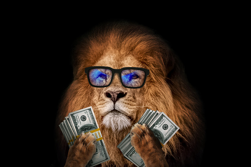 Cool successful leader lion boss with trendy eyes holds money dollars in his paws on a black background. Finance and management, creative idea. King of business and Investments, concept.