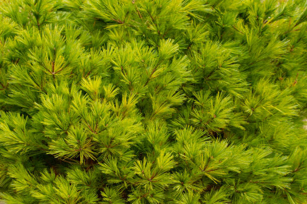 istock Small pine cones at the end of branches. 2129782284