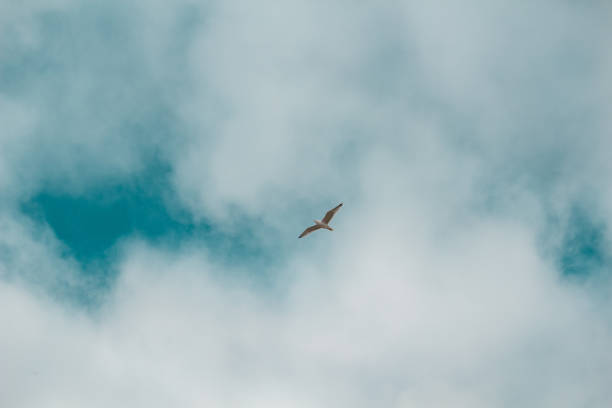 Bird fly on blue sky. sky background. Gorgeous Flight of bird with Blue sky. Seagull hovers on deep blue air.