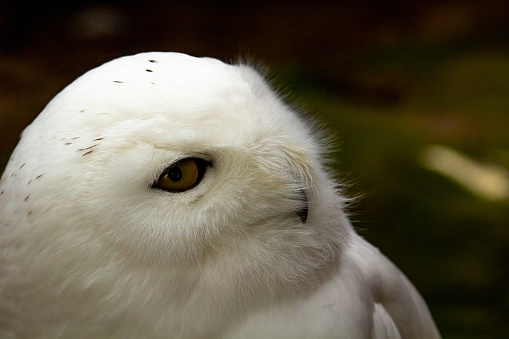 The Snowy Owl (Nyctea scandiaca) (Bubo scandiacus) is a large owl of the typical owl family Strigidae.