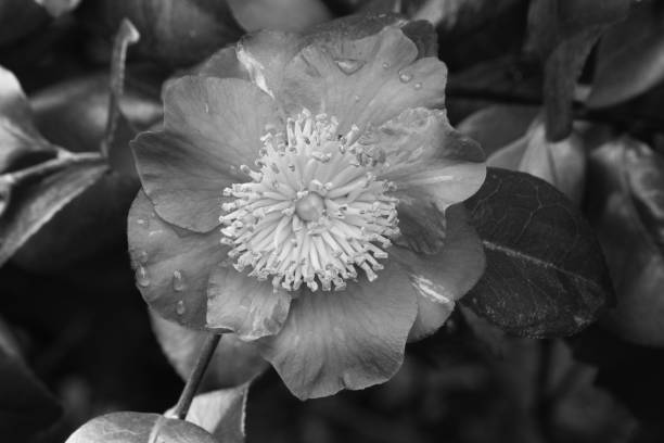 Camelia japonica