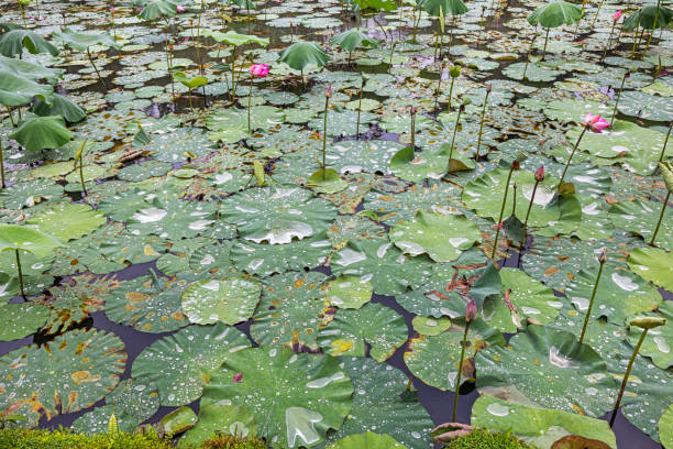 Leaf of a lotus in a pond on a rainy day in a park in Medan which is the main city on Sumatra the large Indonesian island