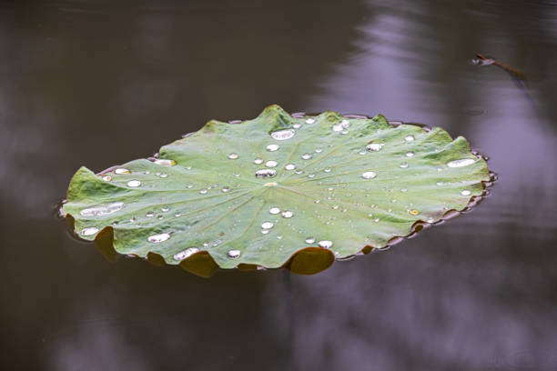 Leaf of a lotus in a pond on a rainy day in a park in Medan which is the main city on Sumatra the large Indonesian island