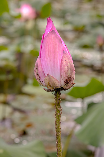 Flower of a lotus standing in a pond on a rainy day in a park in Medan which is the main city on Sumatra the large Indonesian island