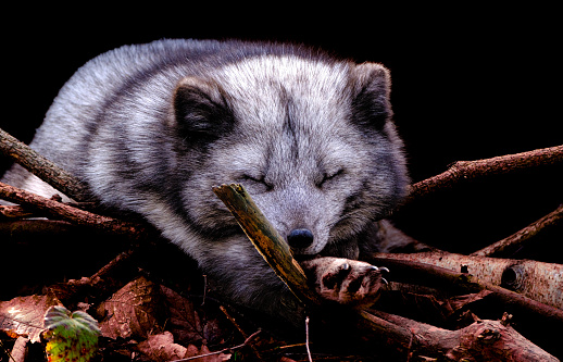 An arctic fox takes a nap on some branches, dark background.