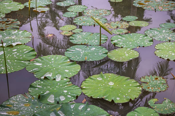 Leaf of a lotus in a pond on a rainy day in a park in Medan which is the main city on Sumatra the large Indonesian island