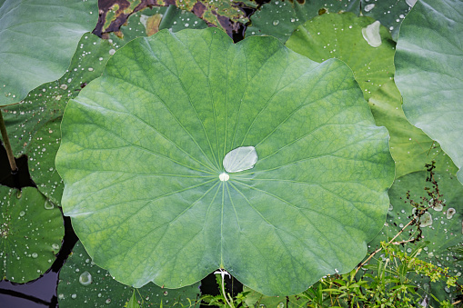 Leaf of a lotus in a pond on a rainy day in a park in Medan which is the main city on Sumatra the large Indonesian island