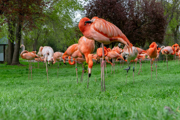 istock Dancing Flamingos on the Pond 2129801789