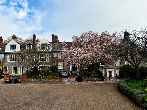 Hoses and magnolia tree in bloom in Norwich's picturesque medieval Cathedral Close, Norwich, Norfolk. March 2024