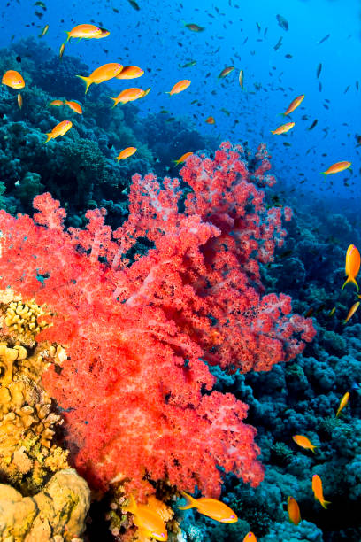 istock Multi-branched Coral Trees, Red Sea 2129819543