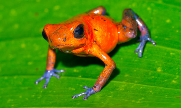 istock Dart Poison Frog, Costa Rica 2129820081
