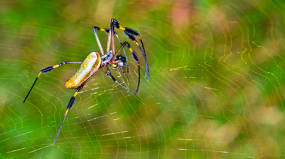 Golden Orb-web Spider, Nephila clavipes, Tropical Rainforest, Marino Ballena National Park, Uvita de Osa, Puntarenas, Costa Rica, America