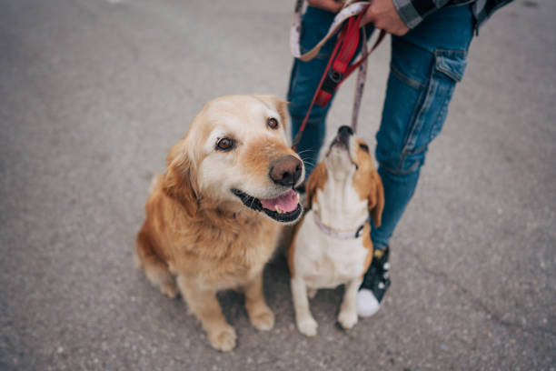 istock A man keeps his two dogs on a leash. 2129849731