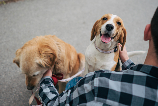 A young man plays with his golden retriever and beagle in a public place.