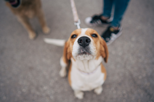 Portrait of a beagle dog. Close up picture.