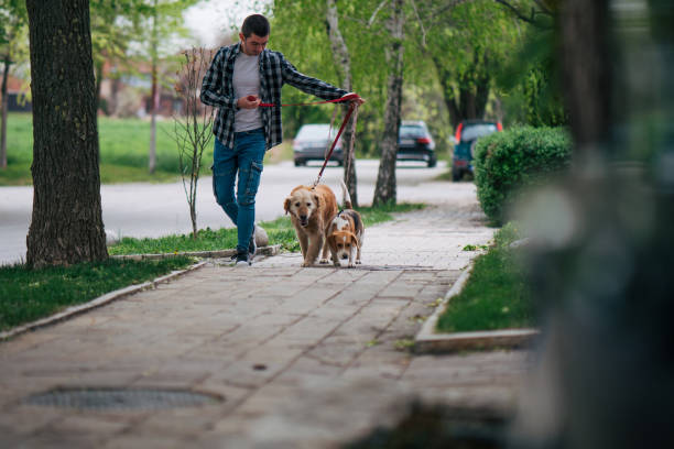 istock A young man walks his dogs in a public place 2129854534