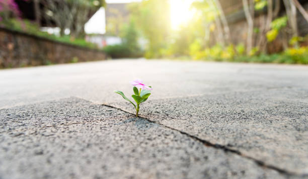 istock Pink flower growing through crack pavement 2129855877