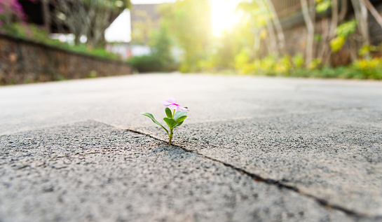 Pink flower growing through crack pavement.