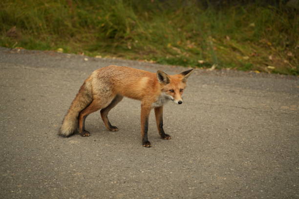 istock Red fox standing on a road surrounded by green grass 2129864175