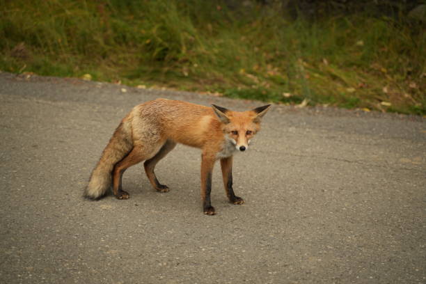 istock Red fox standing on a road surrounded by green grass 2129864178