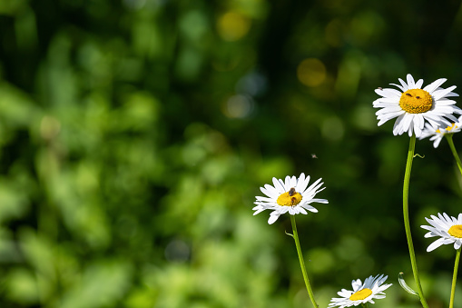 Beetles and bees settle on a white daisy.