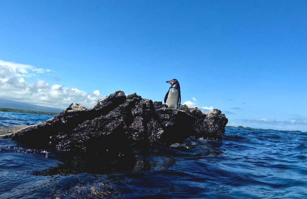 istock Tour to the Isabela Tunnels - Galapagos 2129888264