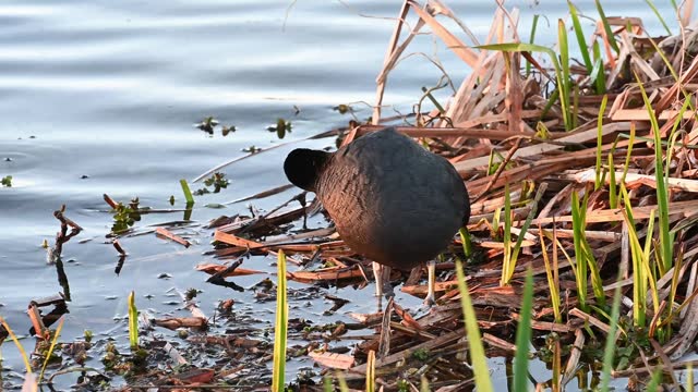 Coot preening sitting on a new nest