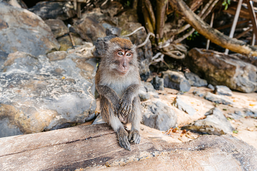 Cute monkey on a monkey trail on the Ao Nang beach in Thailand.