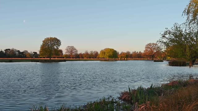 Morning at Bushy Park ponds early April