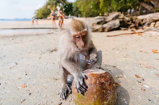 Cute monkey eating a coconut on the Ao Nang beach in Thailand.