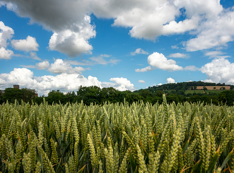 Field Of Fresh Green Unripe Wheat