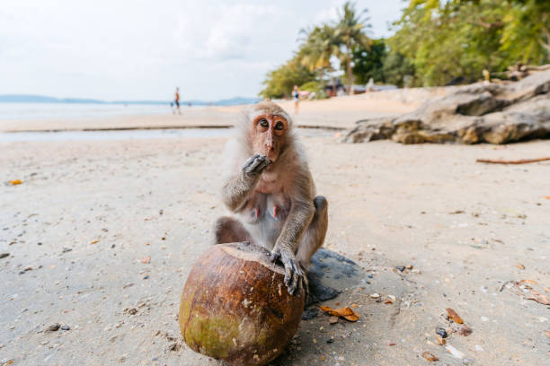 The holy place of the buddha in Malaysia on the top of the mountain in the cave where wild monkeys live and coconuts